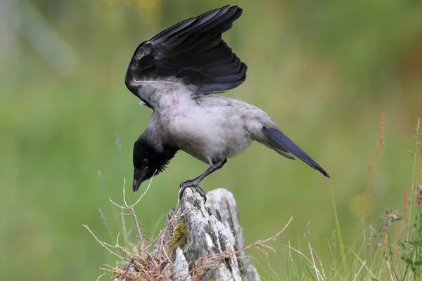 Γκρι Κοράκι Κουκουλοφόρο Κοράκι Corvus Corone Cornix Νορβηγία — Φωτογραφία Αρχείου