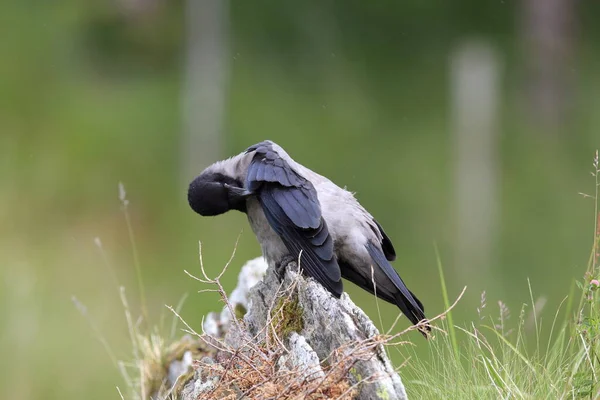 Серый Ворон Ворона Капюшоне Corvus Corone Cornix Norway — стоковое фото