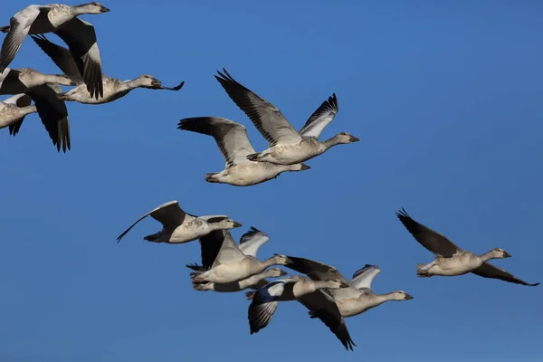 Gansos Nieve Bosque Del Apache Invierno Nuevo México — Foto de Stock