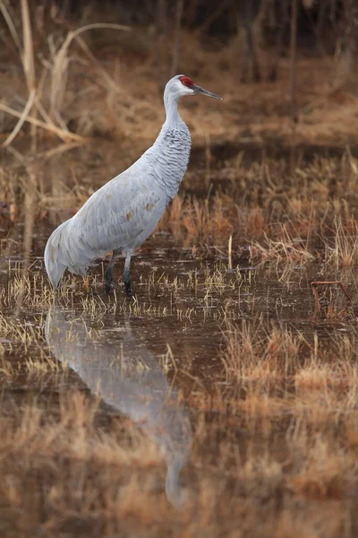 Grue Blanche Grus Canadensis Bosque Del Apache National Wildlife Refuge — Photo