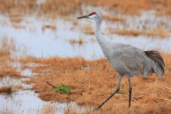 Grúa Arena Grus Canadensis Bosque Del Apache National Wildlife Refuge — Foto de Stock