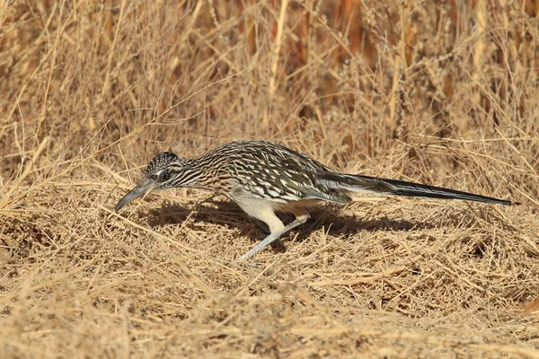 Roadrunner Bosque Del Apache Refúgio Vida Selvagem Novo México — Fotografia de Stock