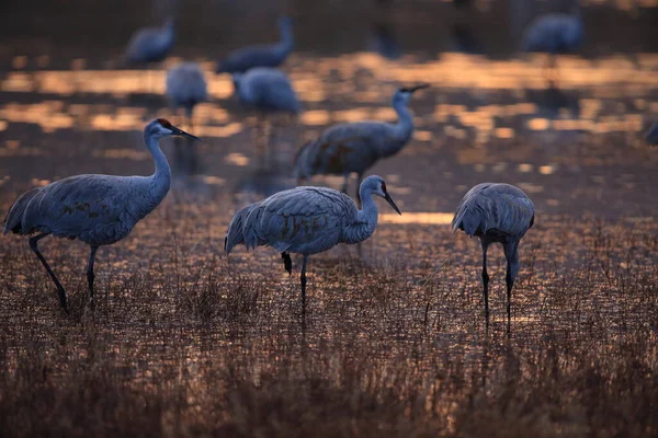 Grus Canadensis Bosque Del Apache National Wildlife Refuge Usa — 스톡 사진