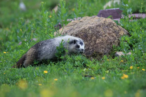 Hoary Marmot Marmota Caligata Logan Pass Glacier Nationalpark Montana Usa — Stockfoto