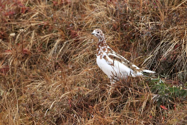 Willow Ptarmigan Lagopus Lagopus Alaska — Stockfoto