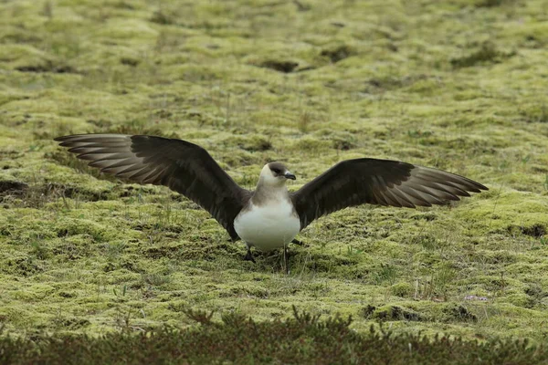 Parasitic Jaeger Stercorarius Parasiticus Natural Habitat Iceland — Stock Photo, Image