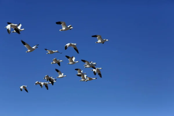 Snow Geese Bosque Del Apache Winter New Mexico Usa Royalty Free Stock Images