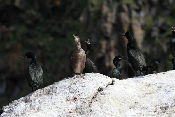 Europeu Shag Comum Shag Phalacrocorax Aristotelis Ilha Runde Norway — Fotografia de Stock