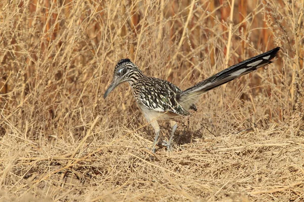 Refugio Vida Silvestre Bosque Del Apache Nuevo México — Foto de Stock