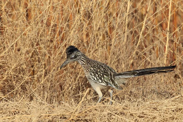 Roadrunner Bosque Del Apache Refúgio Vida Selvagem Novo México — Fotografia de Stock