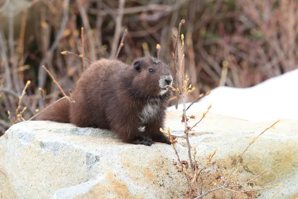 Vancouver Island Marmot Marmota Vjalá Verensis Mount Washington Hábitat Natural —  Fotos de Stock