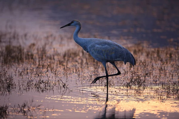 Grue Blanche Grus Canadensis Bosque Del Apache National Wildlife Refuge — Photo