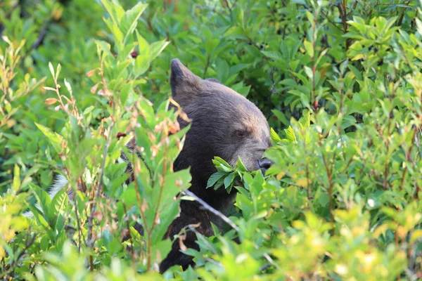 Grizzly Bear Ursus Arctos Horribilis Glacier National Park Montana Usa — Stock fotografie