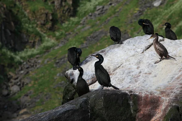 Follada Europea Follada Común Phalacrocorax Aristotelis Isla Runde Norway — Foto de Stock