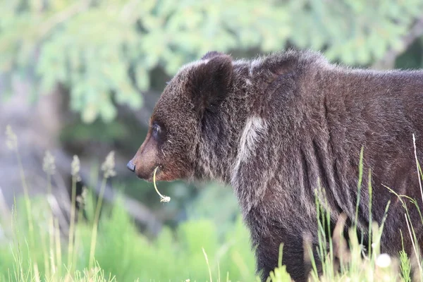 Jovem Urso Pardo Rockies Canadenses — Fotografia de Stock