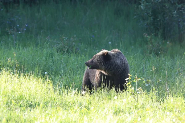 Jonge Grizzly Beer Canadian Rockies — Stockfoto