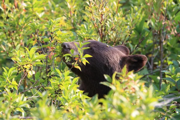 Oso Pardo Ursus Arctos Horribilis Parque Nacional Glaciar Montana Estados — Foto de Stock