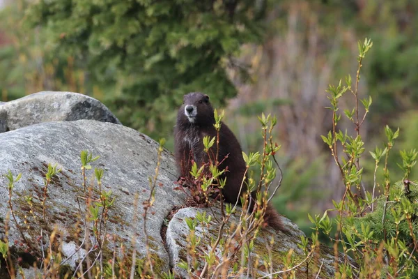 Vancouver Island Marmot Marmota Vancouverensis Mount Washington Natural Habitat Vancouver — Stock fotografie