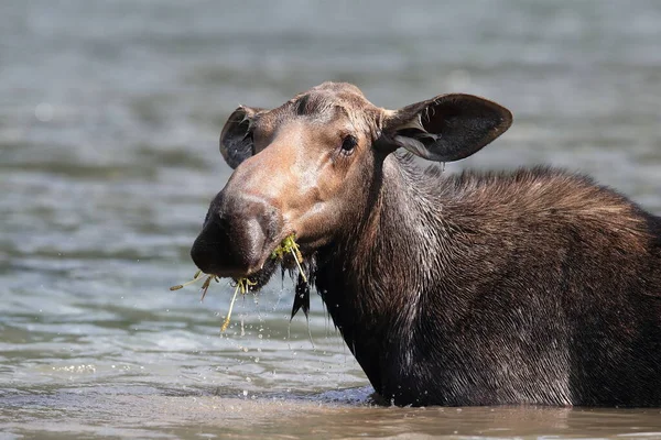 Elchfütterung Teich Glacier National Park Montana Usa — Stockfoto