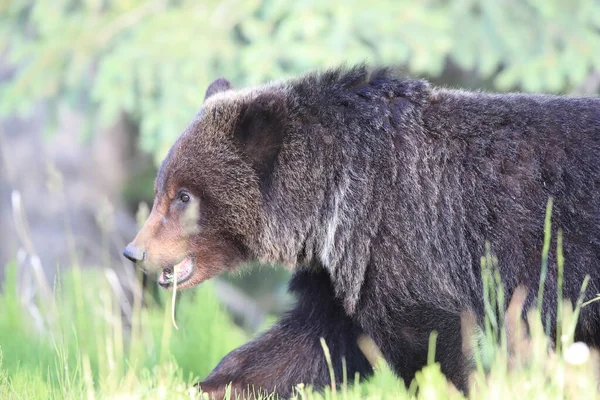 Jovem Urso Pardo Rockies Canadenses — Fotografia de Stock