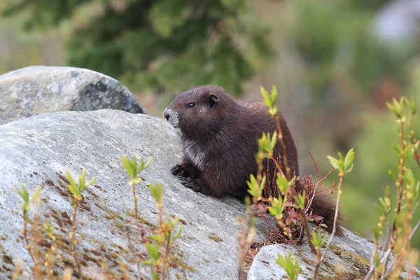 Vancouver Island Marmot Marmota Vjalá Verensis Mount Washington Hábitat Natural — Foto de Stock