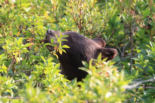Grizzly Bear Ursus Arctos Horribilis Gleccser Nemzeti Park Montana Usa — Stock Fotó