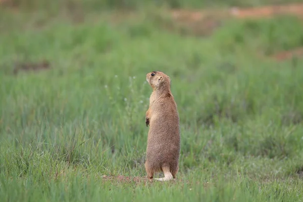 Utah Prairie Dog Parque Nacional Bryce Canyon — Fotografia de Stock