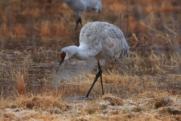 Grúa Arena Grus Canadensis Bosque Del Apache National Wildlife Refuge — Foto de Stock