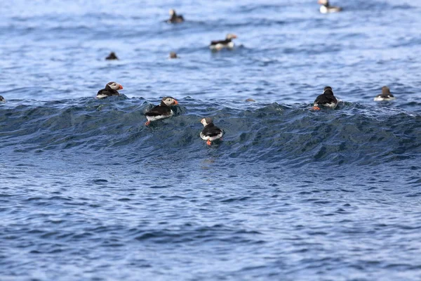 Atlantic Puffin Fratercula Arctica Norvégia — Stock Fotó