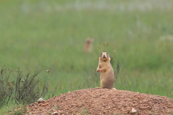 Utah Prairie Dog Parque Nacional Bryce Canyon — Fotografia de Stock