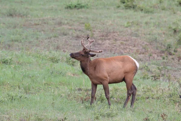 カナダのブラウン ヘッド カウバードに対するエルクの恐怖 — ストック写真