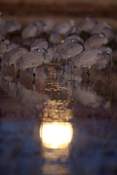 Homoki Daru Grus Canadensis Bosque Del Apache Nemzeti Vadvédelmi Menedékben — Stock Fotó