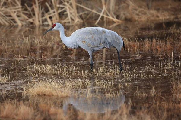 Grúa Arena Grus Canadensis Bosque Del Apache National Wildlife Refuge — Foto de Stock