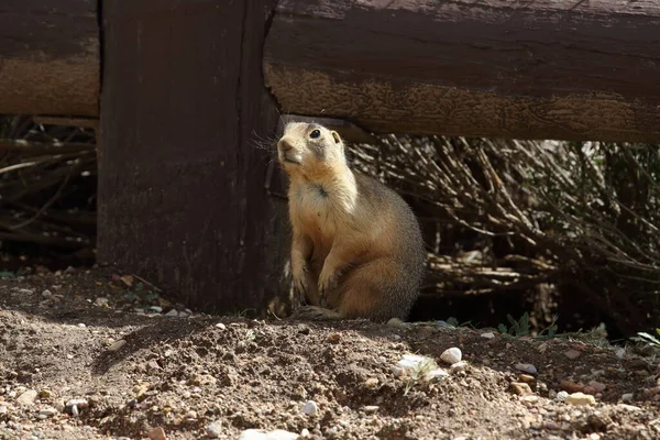 Utah Prairie Dog Bryce Canyon National Park — Stock Photo, Image