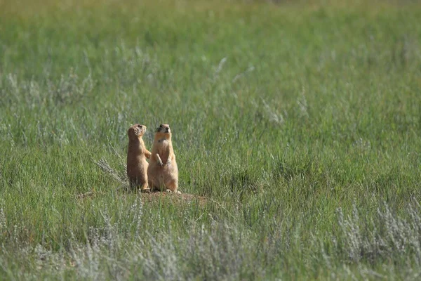 犹他州草原犬 布莱斯峡谷国家公园 — 图库照片