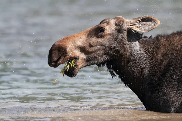 Moose Feeding Pond Glacier National Park Montana États Unis — Photo