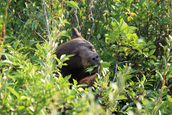 Grizzly Bear Ursus Arctos Horribilis Glacier National Park Montana Usa — Stock fotografie