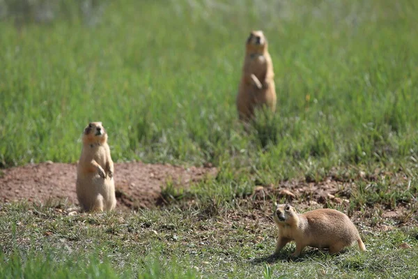 Utah Prairie Dog Parque Nacional Bryce Canyon —  Fotos de Stock