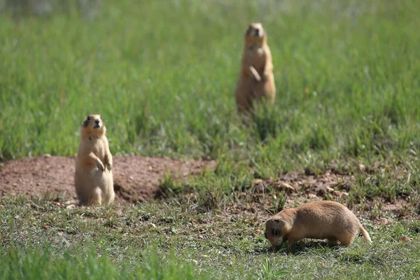 Utah Prairie Dog Parque Nacional Bryce Canyon — Fotografia de Stock