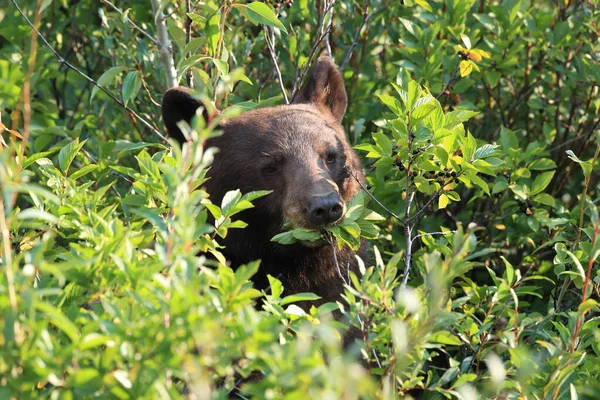 Ursus Arctos Horribilis 冰川国家公园 蒙大拿 — 图库照片