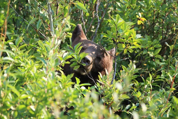 Grizzly Bear Ursus Arctos Horribilis Εθνικό Πάρκο Παγετώνα Μοντάνα Ηπα — Φωτογραφία Αρχείου