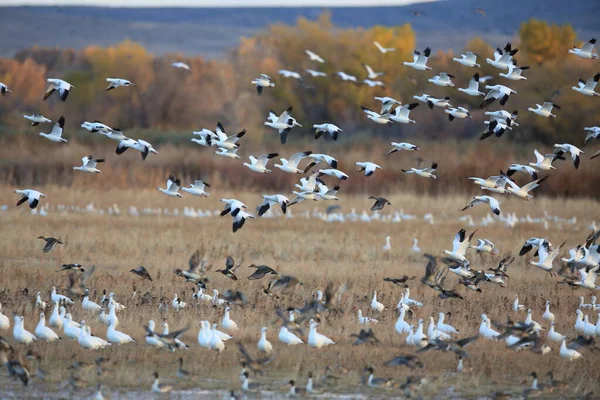 Gansos Neve Bosque Del Apache Inverno Novo México Eua — Fotografia de Stock