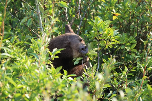 Oso Pardo Ursus Arctos Horribilis Parque Nacional Glaciar Montana Estados — Foto de Stock