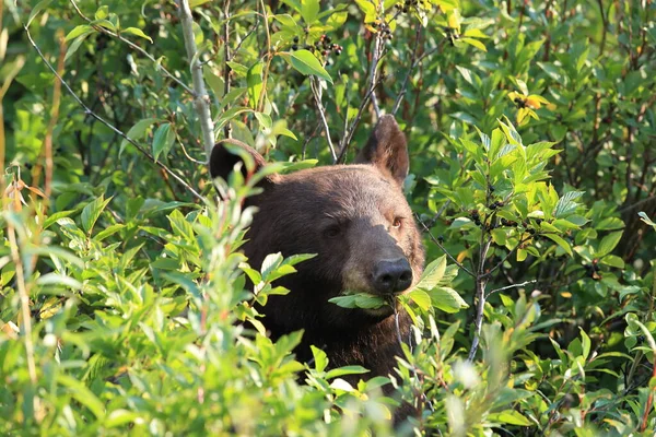 Grizzly Bear Ursus Arctos Horribilis Glacier National Park Montana Usa — Foto Stock