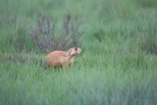 Utah Prairie Hond Bryce Canyon Nationaal Park — Stockfoto