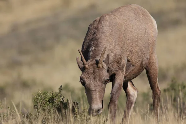 Owce Bighorn Yellowstone — Zdjęcie stockowe