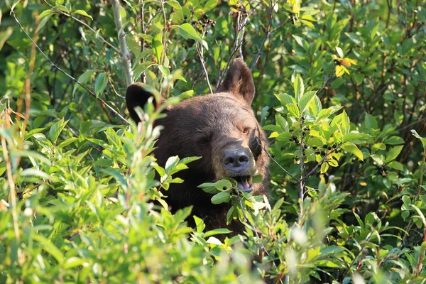 Grizzly Bear Ursus Arctos Horribilis Gleccser Nemzeti Park Montana Usa — Stock Fotó