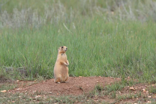 Utah Prairie Dog Bryce Canyon Nationalpark — Stockfoto