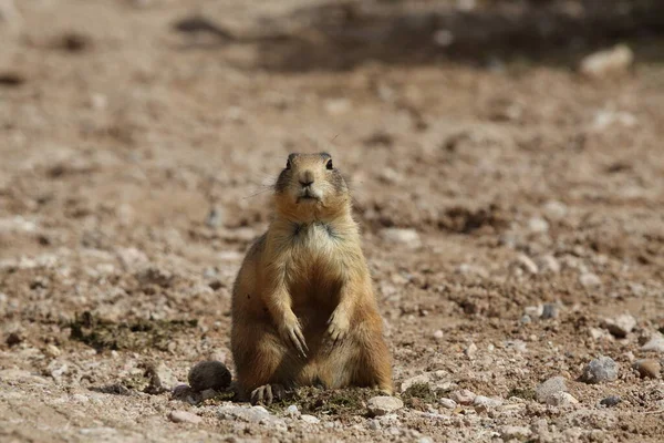 Utah Prairie Dog Parque Nacional Bryce Canyon — Foto de Stock