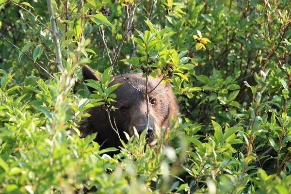 Oso Pardo Ursus Arctos Horribilis Parque Nacional Glaciar Montana Estados — Foto de Stock